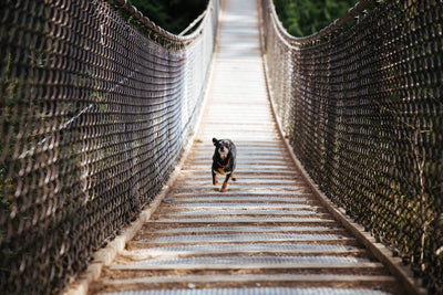 Capire i Principali Parassiti Che attaccano Cane e Gatto e come Prevenirli.