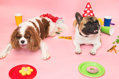 Cibo Secco per Cane, Adulto, Crocchette, Monge, Salmone, Agnello, Tonno, Pollo, Manzo, Mini, Medie, Tutte le Taglie, Royal Canin, Accessori, Cucce, Collari, Snack