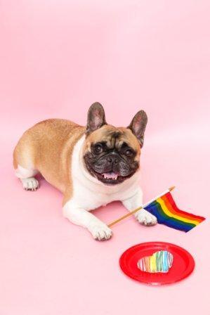 snacks, masticativi bocconcini deliziosi per cani da addestrare o coccolare