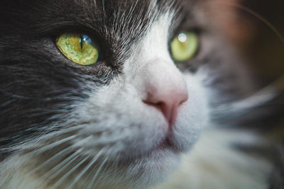 Cibo secco e umido Gatto, Monge Natual Superpremium, Royal Canin, Accessori Ferplast, Antiparassitario Frontline