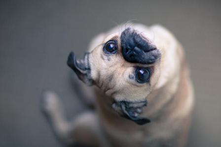 Duoflect spot-on antiparassitario per cani e gatti a pipette a base di fipronil e metoprene