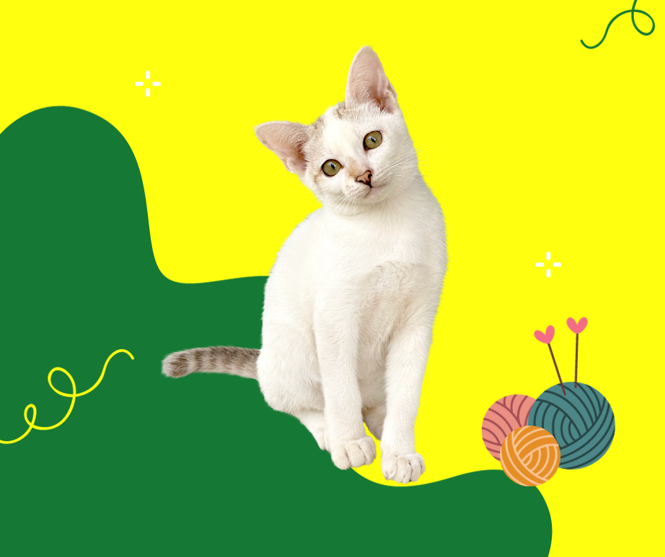 Cibo secco come croccantini per piccoli gattini, kitten! alimenti umidi anche per i palati più esigenti, cucce, trasportini e giochi per iniziare insieme questa fantastica avventura.