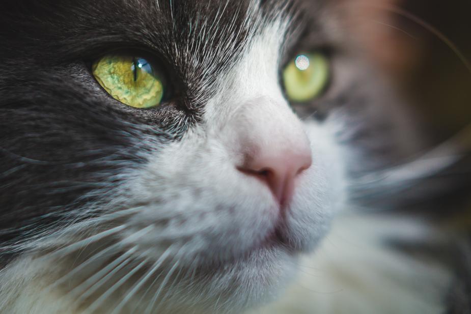 Cibo secco e umido Gatto, Monge Natual Superpremium, Royal Canin, Accessori Ferplast, Antiparassitario Frontline