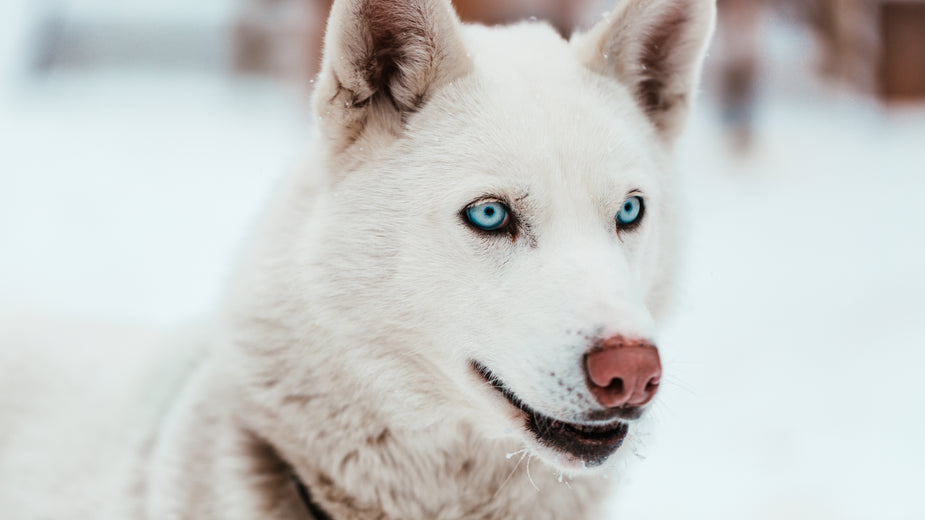 La dieta veterinaria Exclusion per cane è stata creata con un'unica fonte monoproteica, con l'aggiunta di ingredienti innovativi molto appetibili e senza glutine, in più hanno aggiunto alla formula veterinaria dei tocoferoli naturali.