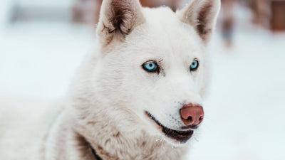 La dieta veterinaria Exclusion per cane è stata creata con un'unica fonte monoproteica, con l'aggiunta di ingredienti innovativi molto appetibili e senza glutine, in più hanno aggiunto alla formula veterinaria dei tocoferoli naturali.