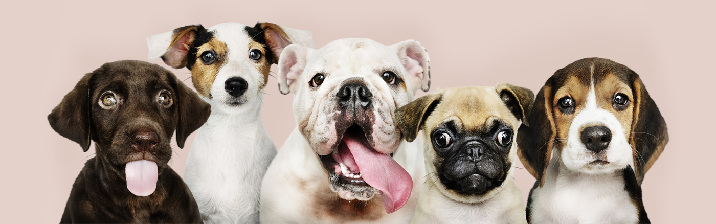 Cibo secco per cane per tutte le tipologie di pet, dimensioni extra small, mini, medium e senior. 